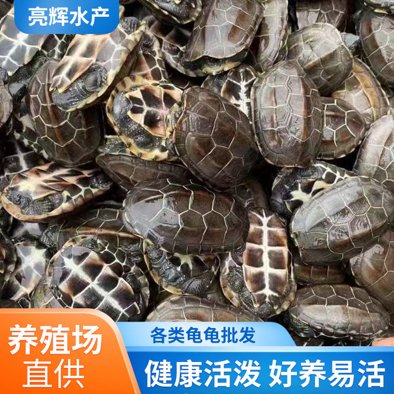 Chinese Grass Turtle Small Turtle Living Things Outer Pond Shou Turtle ...