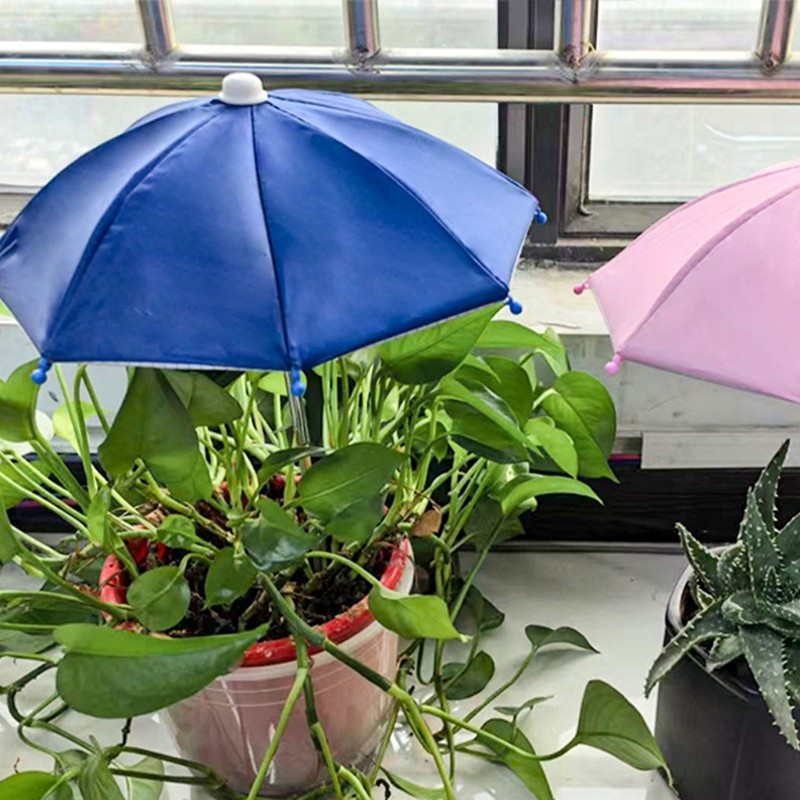 anthurium alii gardens Anthurium – Silver Garden