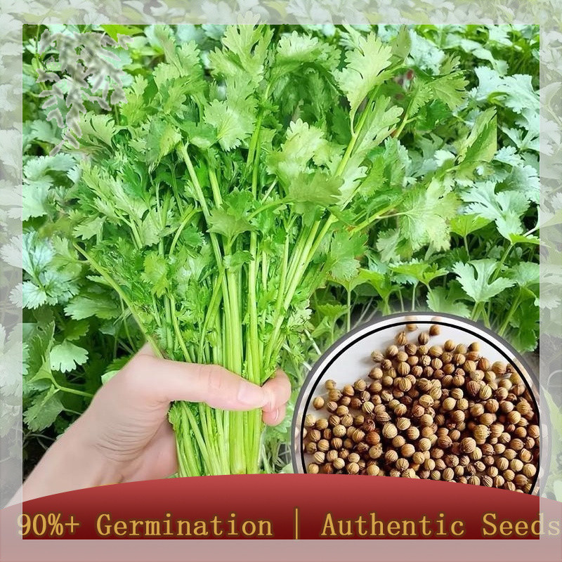 Cilantro Seeds for Planting Pest(100pcs/pack) -Resistant Healthy Growth ...