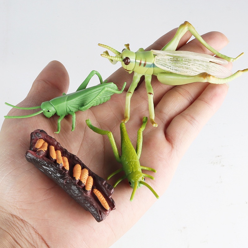 Insect locust grasshopper growth cycle animal model kids science and ...