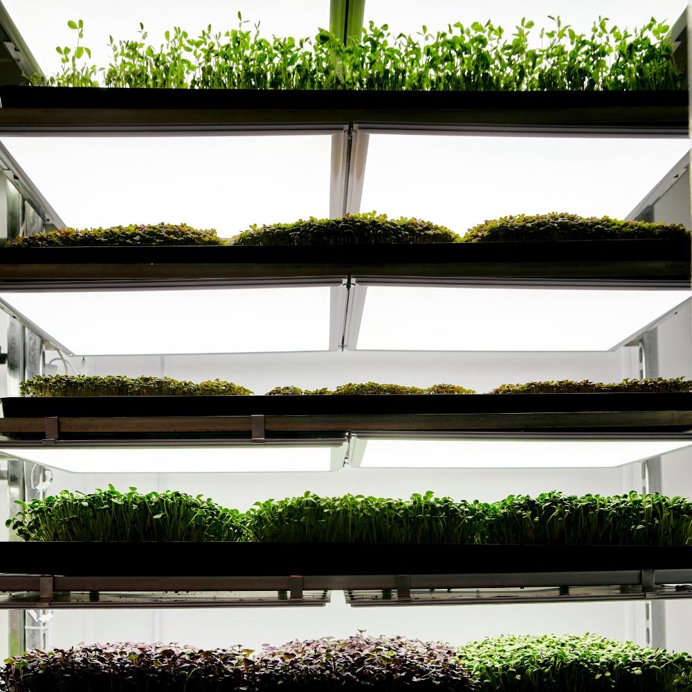 Sprout Lab | Seedling Trays (8 types) | Shopee Philippines