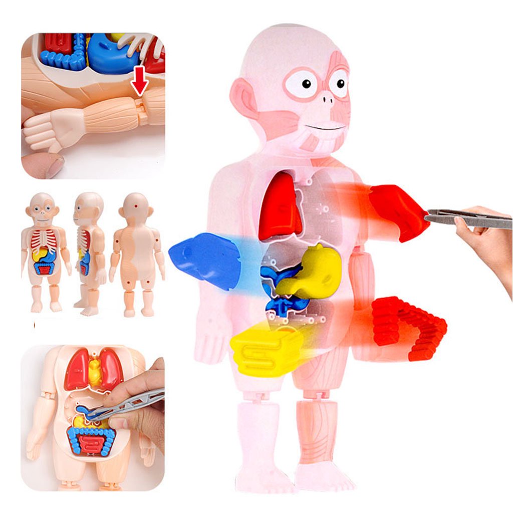 DIY Portable Anatomy Organ Blocks Interactive 3D Human Model Body ...
