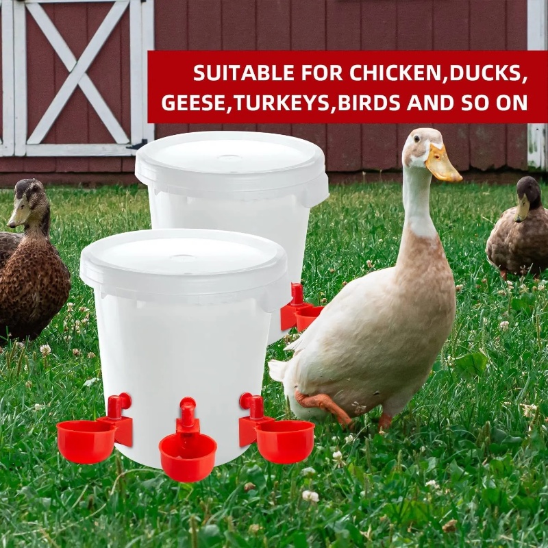 Brooding Drinking Bowl for Chickens / Automatic Water Feeder for Chicks ...