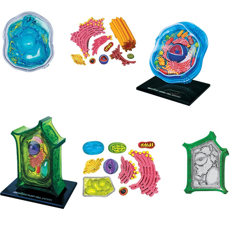 Learn Biology With 4d Master Animal Cell Plant Cell Model Display ...