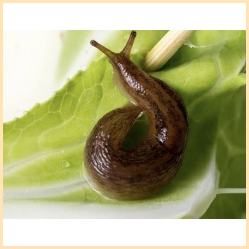 SLUG-OUT INSECTICDE Pamatay Kuhol/Slugs 100g ♝ | Shopee Philippines