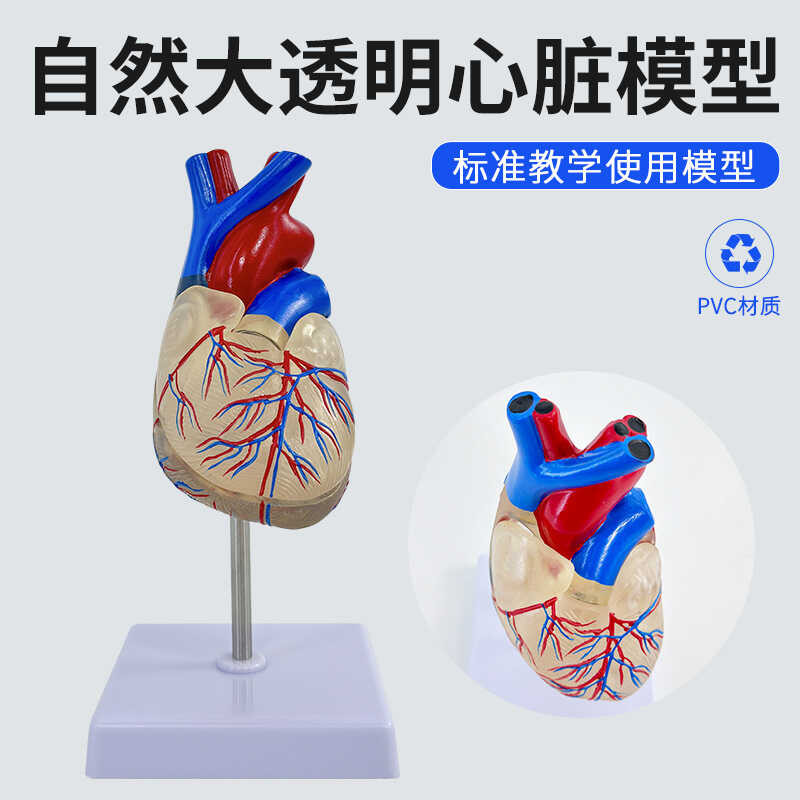 Natural Large Transparent Human Standard Heart 1 Anatomy Model B ...