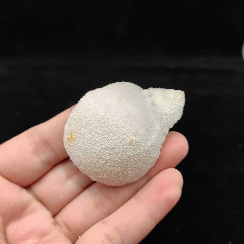 Student Benefits Natural Round Quartz Shell Raw Stone Mineral Crystal ...