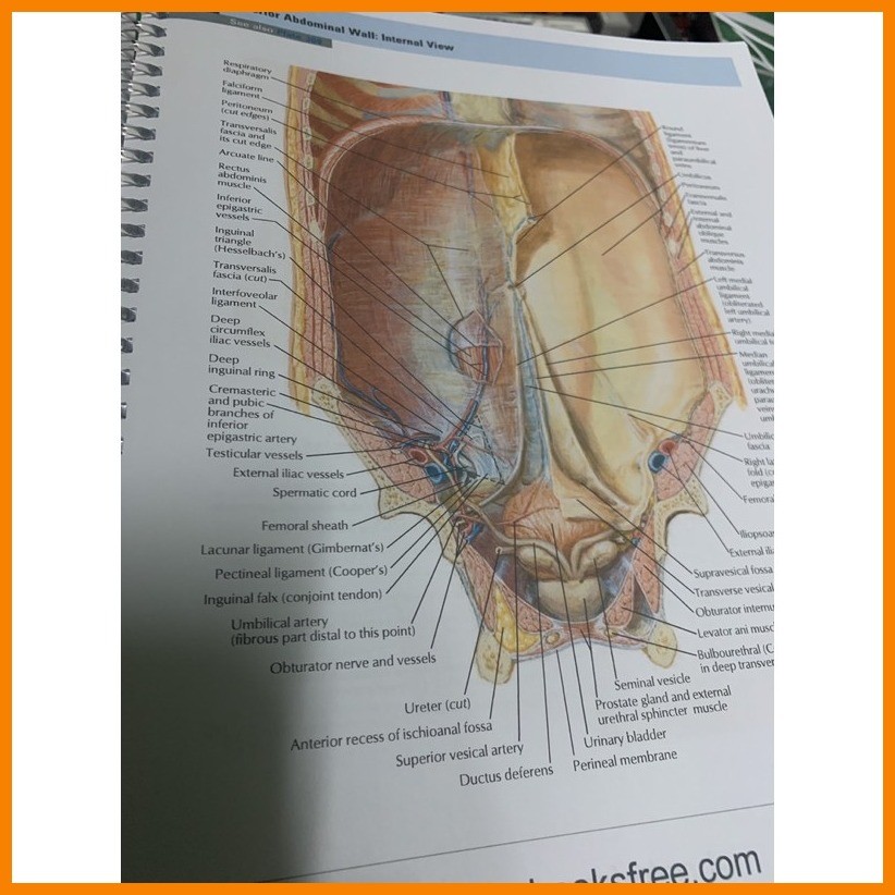 ATLAS OF HUMAN ANATOMY BY NETTER 7th edition Shopee Philippines