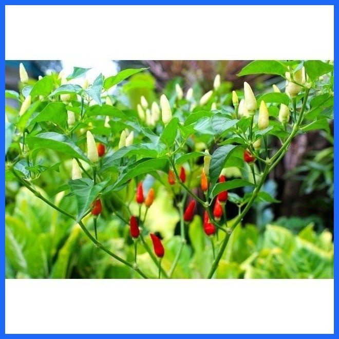 ⚡ ↔ (100 SEEDS) SILING DEMONYO/NATIVE SILI/SUPER HOT/FOR ...