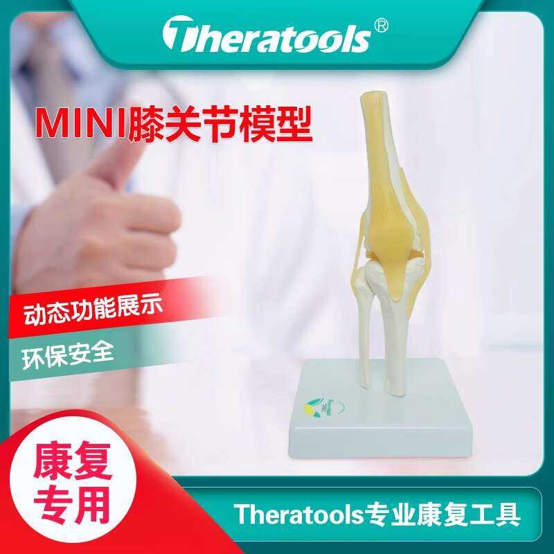 Medical Dynamic Mini Joint Movable Human Skeleton Ligament Teaching ...
