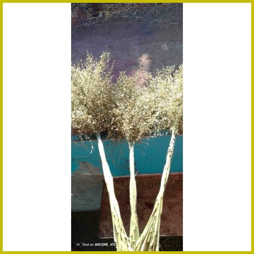 ⭐ Dried Misty rice per bundle | Shopee Philippines