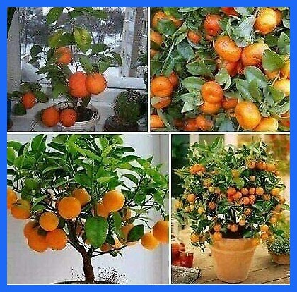 thumbnail image 2 of Bonsai Pear Tree Seeds - 8 Large Seeds - Grow Your Own Fruit-Bearing Bonsai Tree (CZ GRAIN) 2 of 4