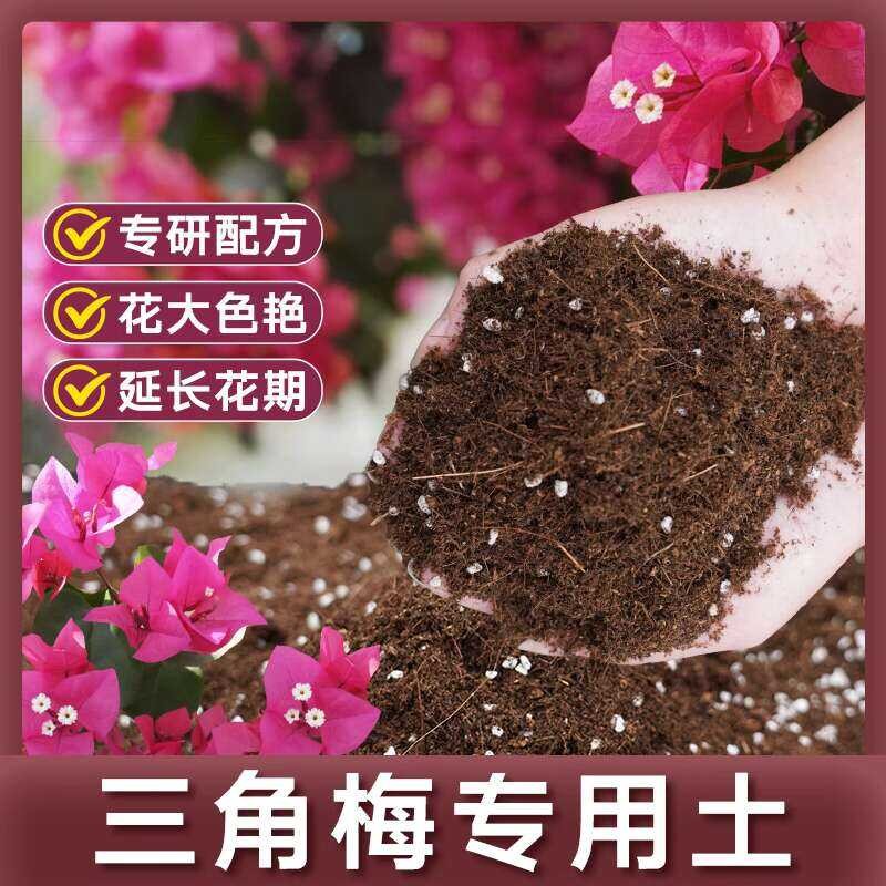 Commercialized pottered bougainvillea, flowing fertilizer, nutrient ...
