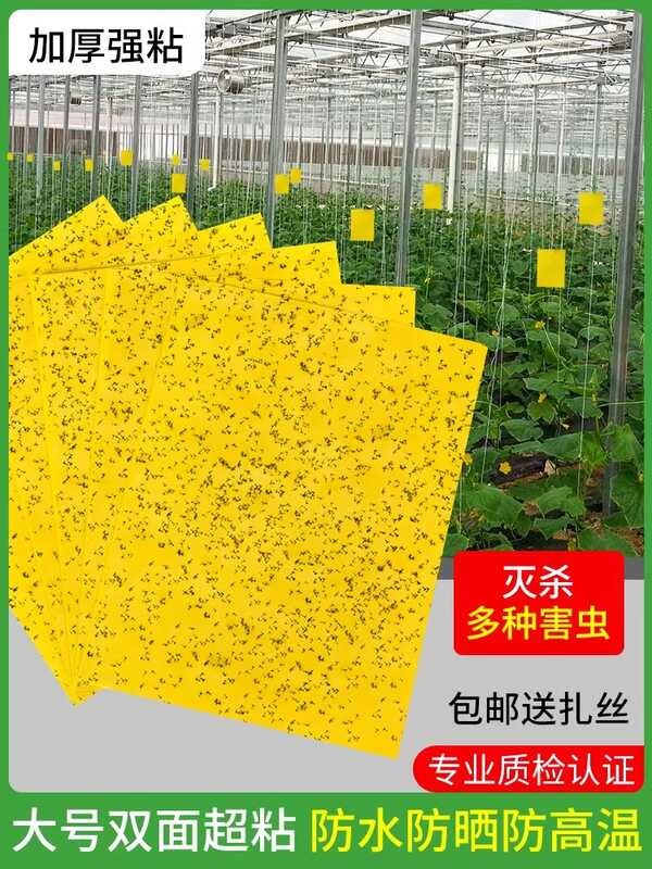 Sticky Greenhouse, Yellow Board, Double-Sided Black Fruit Fly Trap ...