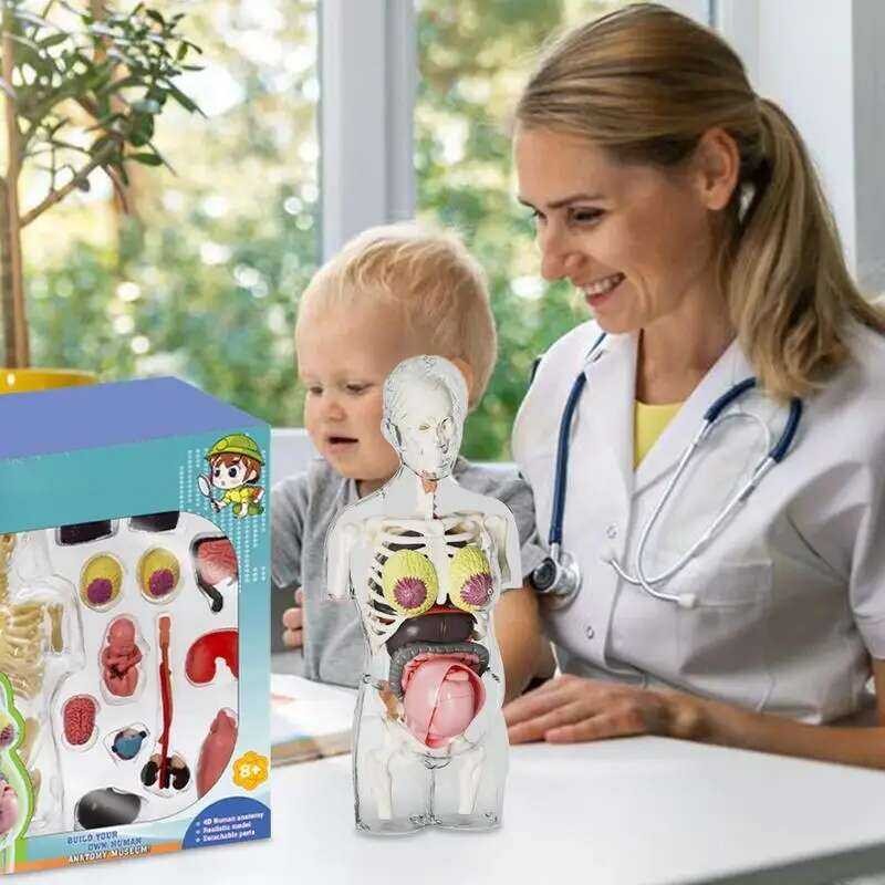Human Body Model For Kids Pregnancy Body Models Anatomical Assembly Kit ...