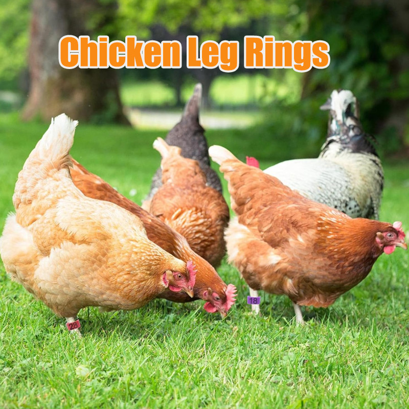 10pcs Chicken Leg Rings With 6 Colors, Chicken Leg Bands Colorful ...