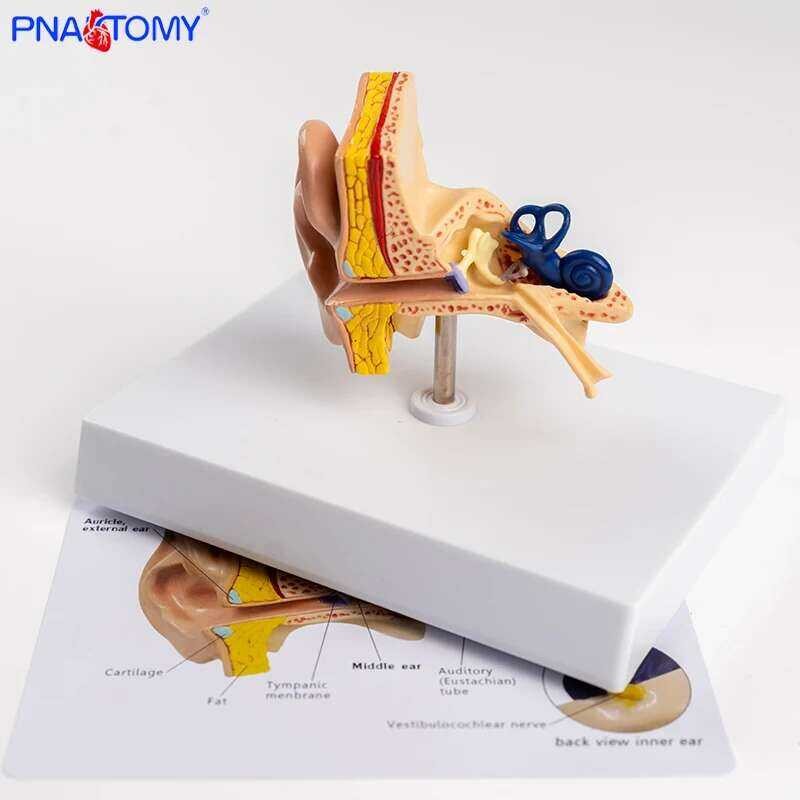 Life Size Ear Structure Model Ear Anatomy Model Outer Middle Inner Ear ...