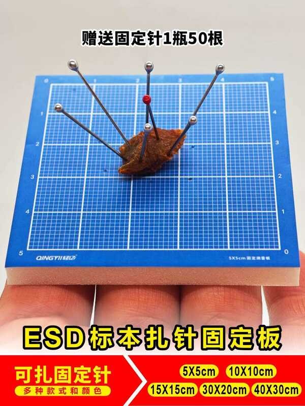 Medical ESD specimen, pathological tissue, surgical measurement ruler ...