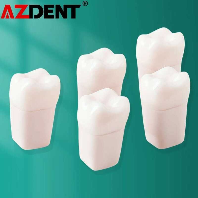 Azdent 5Pcs Dental Endo Teeth Model Root Canal Block Training Enntic ...