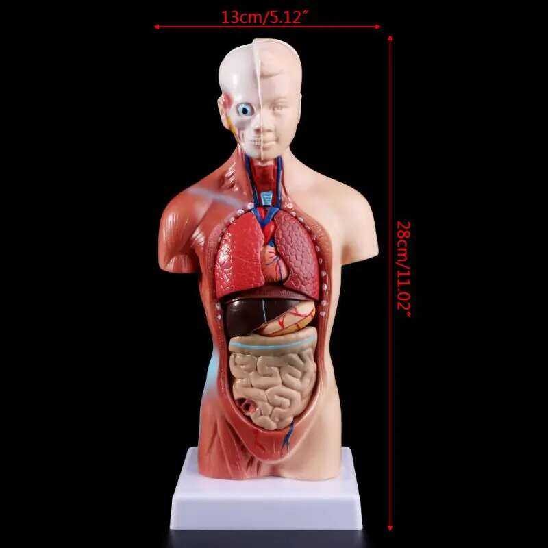 Medical Props Model Human Torso Body Model Anatomy Anatomical Medical ...