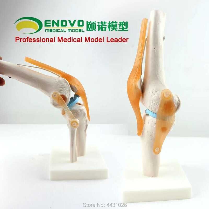 Enovo Medical Human Functional 1 Ligament Knee Model Orthopedic Ching ...