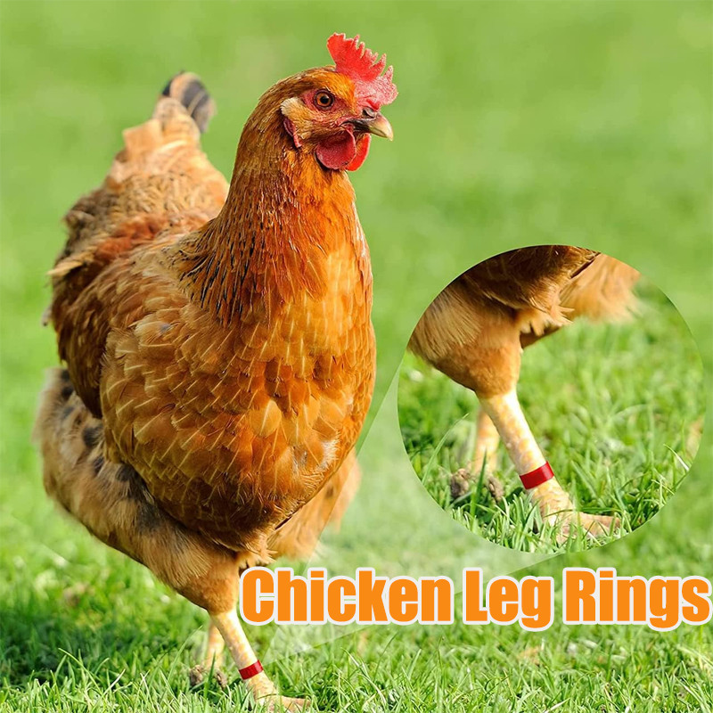 10pcs Chicken Leg Rings With 6 Colors, Chicken Leg Bands Colorful ...