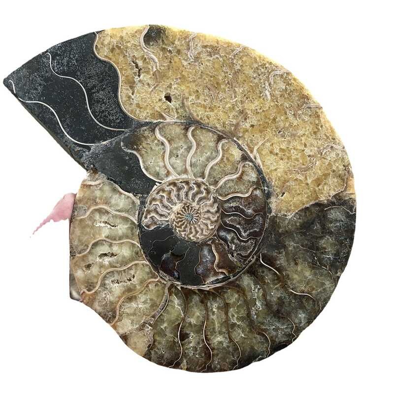 Parrot Natural Wind Shell Fossil Slice Conch Ammonite Fossil Shell ...