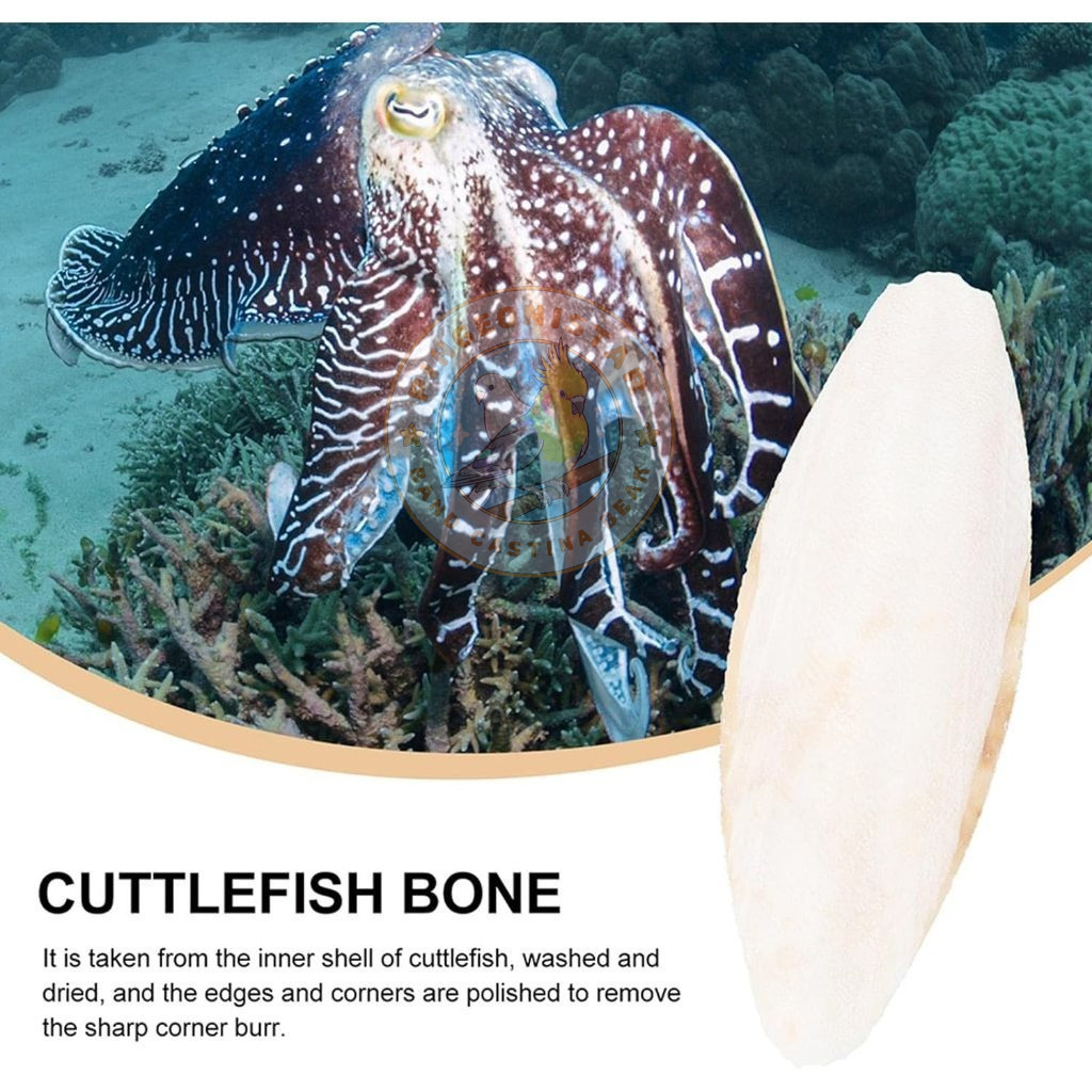 Cuttlefish bone for birds Cuttlebone Premium Cuttle Bone Natural ...