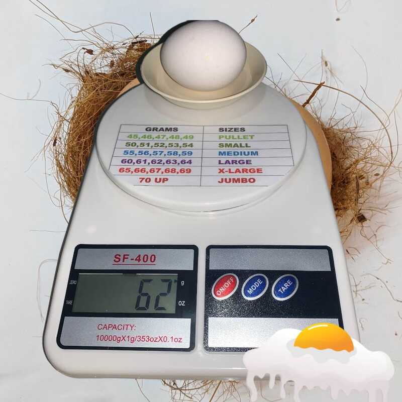 Digital Egg Weighing Scale High Quality With the Default DTI Size Chart