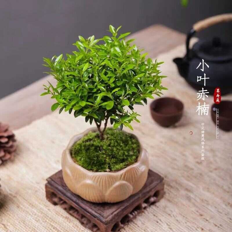 Golden nanmu potted Phoebe microphylla bonsai modeling Phoebe ...