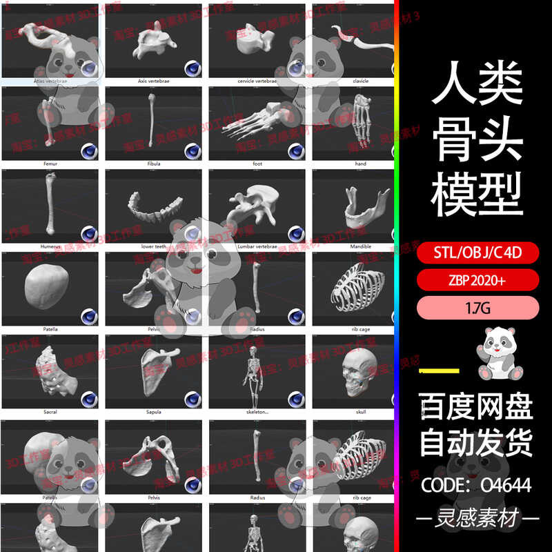 STL human skeleton rib spine skeleton pelvic bone skeleton zbrush ...