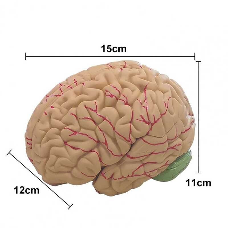 LY ♛ 12X11x15cm Props Model Disassembled Anatomical Human Brain Model 8 ...
