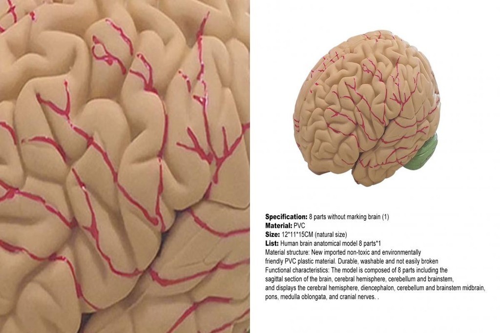 SU Human Brain Model Simulation 8-Part PVC Life-size Anatomy Teaching ...