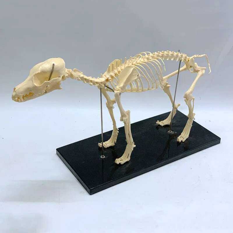Dog Skeleton Ananimal Model Laboratory Veterinary Ching Demonstration ...