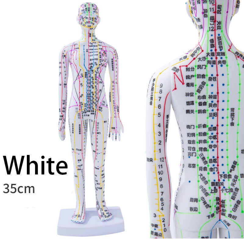 LY ♛ Human Acupuncture Model Female/Male Meridians Model Chart Book ...