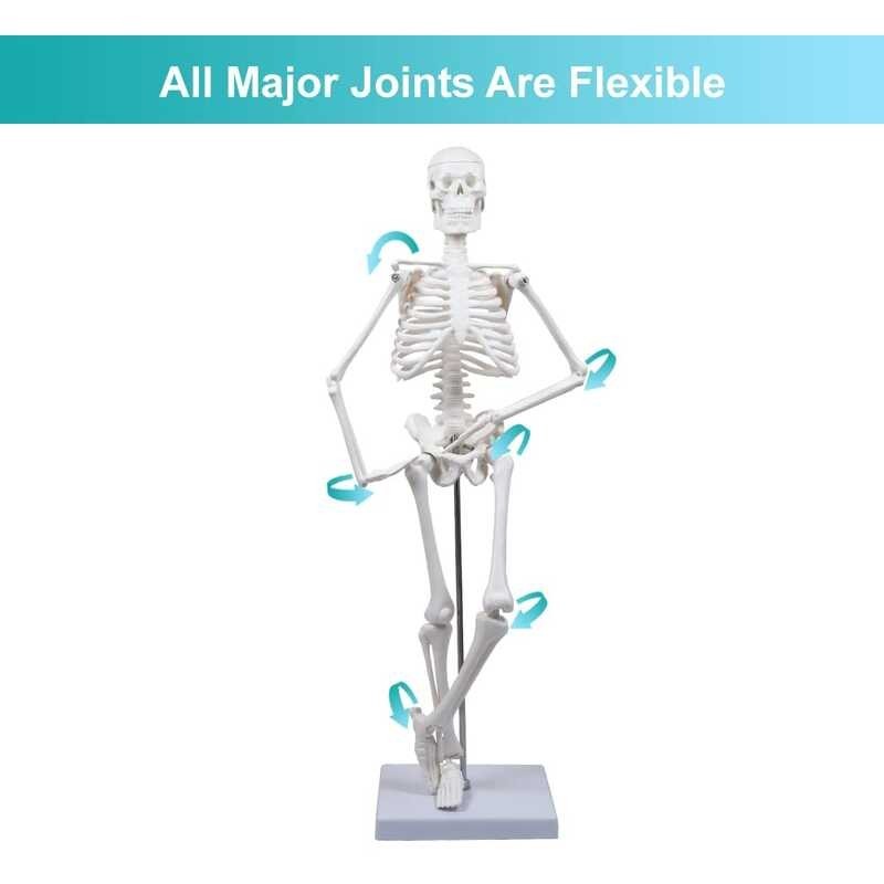 45CM Human Skeleton Model Flexible Arms and Legs Spine Anatomy Educational Tool Medical Teaching Art School Used Detachable main image 0