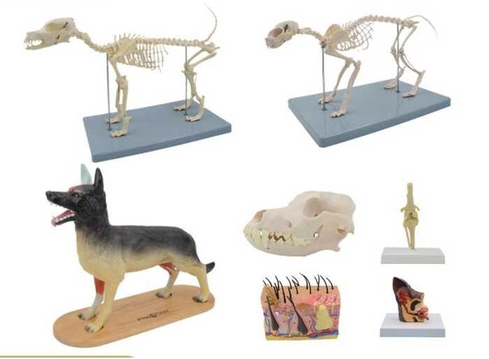 thumbnail image 2 of 4D Dog Anatomy Model With 29 Detachable Parts For Veterinary Training And Animal Education Demonstrations~p149637958 2 of 9