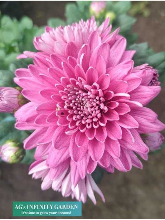 Malaysian Mums " Pink " ( Chrysanthemum / Aster with FREE plastic pot