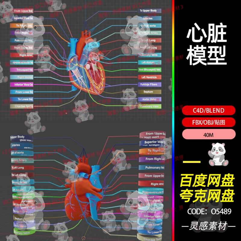 Blender Heart Anatomy Section Human Organ Medical Anatomy 3D Model FBX ...