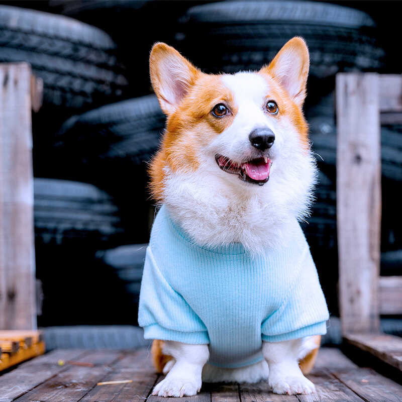 Shiba Inu Dog Clothes T Shirt Winter Welsh Corgi Pembroke Dog Clothing Hoodie Border Collie Costume Shopee Philippines