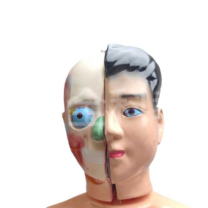 Child Half body Model 42 Biological Science Exploration of Human ...