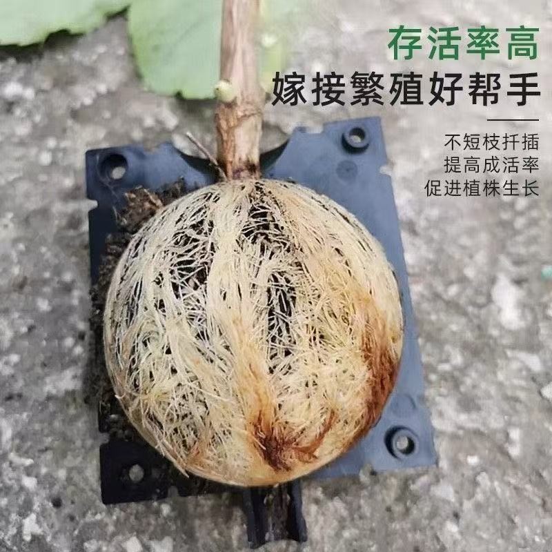 10Pcs pack Plant Rooting Ball For High Pressure Damage-Free Grafting ...