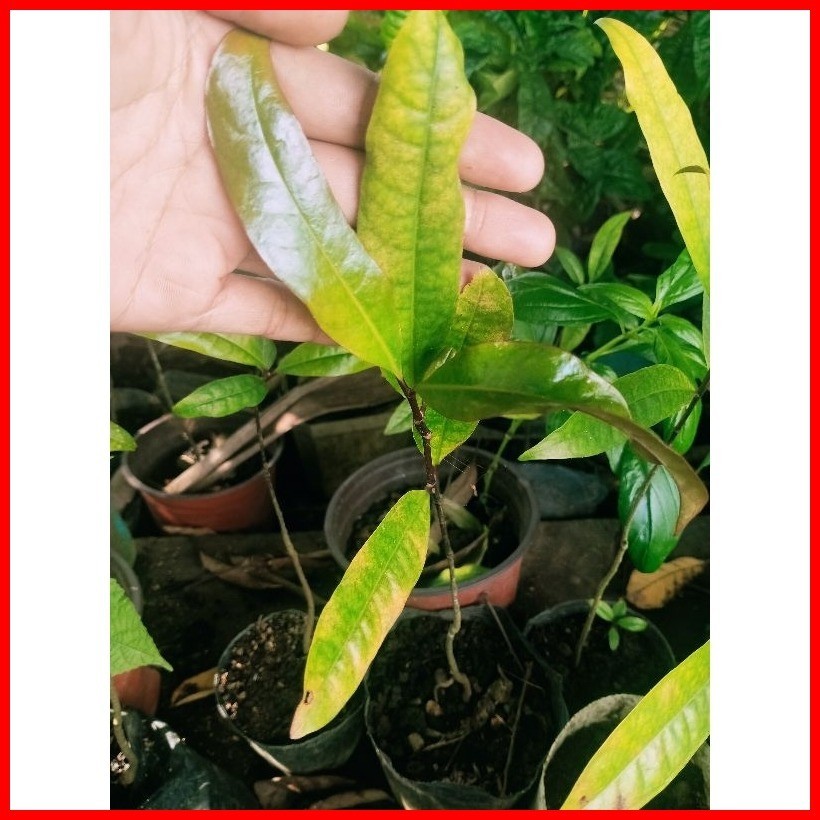Batwan Seedling (Stable) | Shopee Philippines