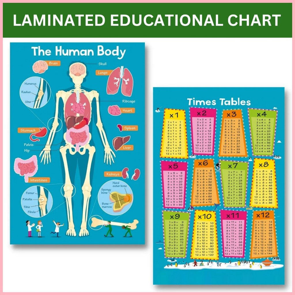 Laminated Human Body, Alphabet, Times Table, Numbers 1-20, Numbers 1 ...