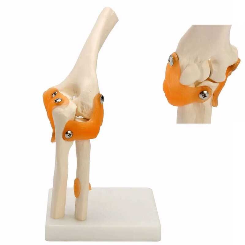 Joint Human Model Anatomical Elbow Anatomy Elbow Joint Medical Model ...