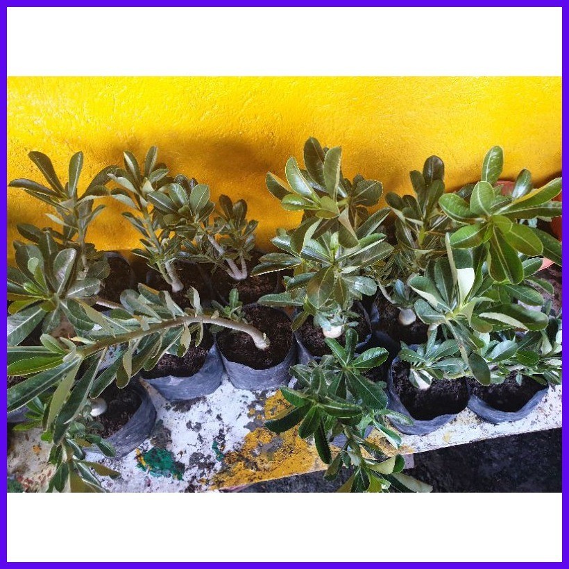 kalachuchi rooted ready for bonsai | Shopee Philippines