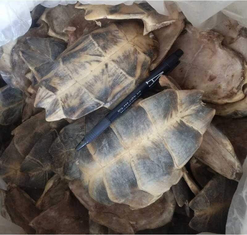 Turtle plate unified packaging 500g, origin Shandong Zhenxing medicinal ...