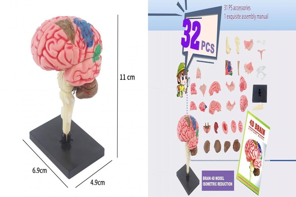 SU 4d Brain Model Brain Anatomy Demonstration Kit 4d Brain Anatomy