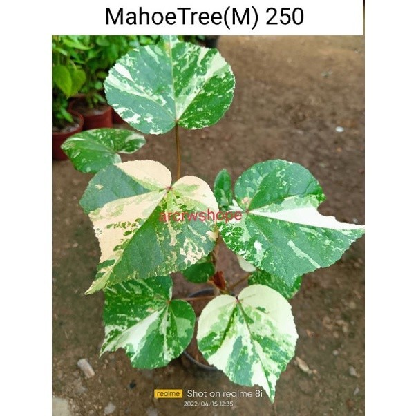 Variegated MAHOE TREE, SNOW WHITE Plant..(uprooted) | Shopee Philippines