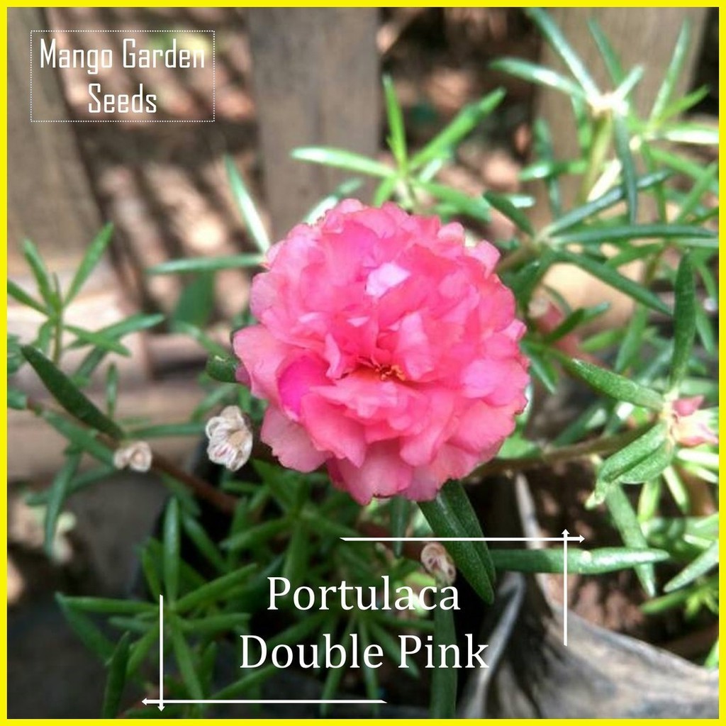 ∈ ℗ Double Portulaca Pink Flower Seeds - 100 Seed *Pot Friendly* - Moss ...
